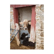 TRADEMARK FINE ART Aledanda 'Cows Resting' Canvas Art, 35x47 WAP04422-C3547GG